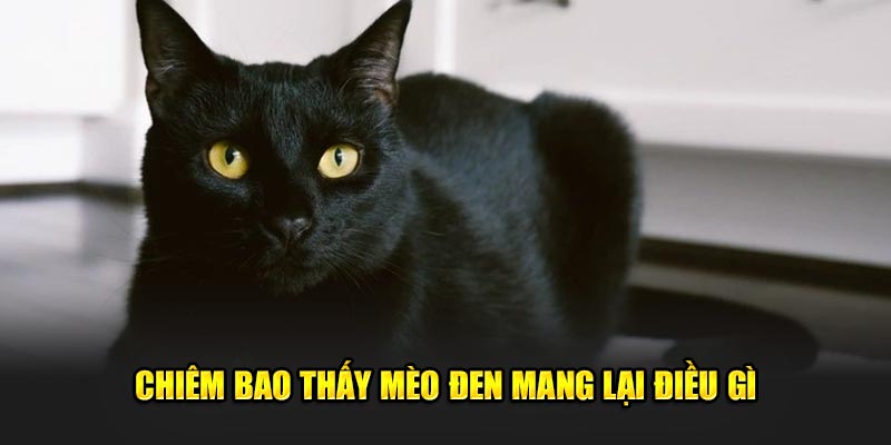 Chiêm bao thấy mèo đen mang lại điều gì?