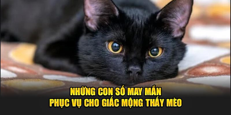 Những con số may mắn phục vụ cho giấc mộng thấy mèo