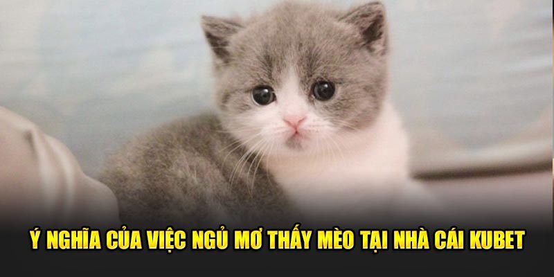 Ý nghĩa của giấc mơ thấy mèo con tại nhà cái KUBET