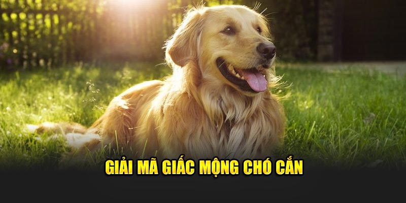 Giải mã giấc mộng chó cắn