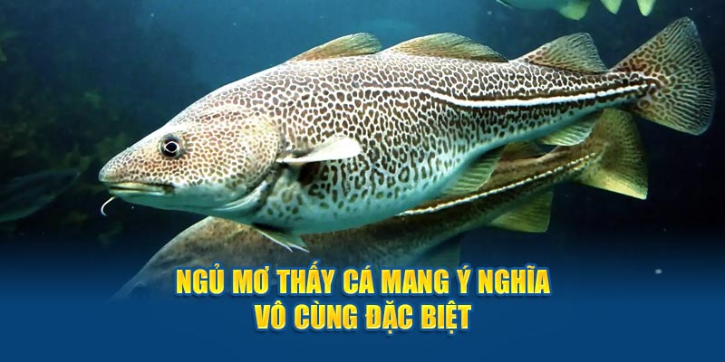 Ngủ mơ thấy cá mang ý nghĩa vô cùng đặc biệt