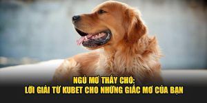 Ngủ Mơ Thấy Chó: Lời Giải Từ Kubet Cho Những Giấc Mơ Của Bạn